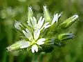 Cerastium glomeratum