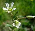 Cerastium holosteoides