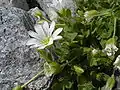 Cerastium latifolium