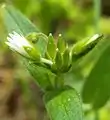 Cerastium macrocarpum