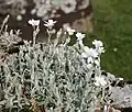 Cerastium tomentosum