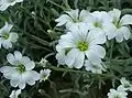 Cerastium tomentosum