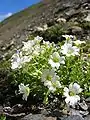 Cerastium uniflorum