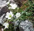 Cerastium uniflorum