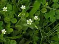 Cerastium vulgatum