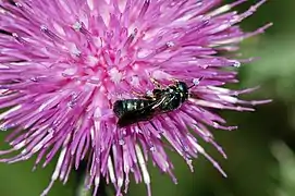 Ceratina sp. Schwanheim Dune, Frankfurt/Main, Alemania.