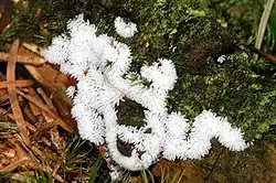 Ceratiomyxa fruticulosa