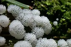 Ceratiomyxa, 3-cuerpo fructífero