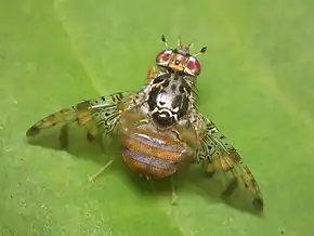 Ceratitis capitata