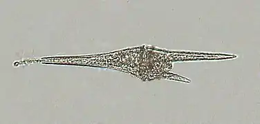 Ceratium furca