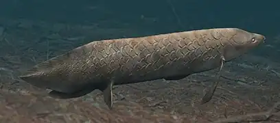 Ceratodus