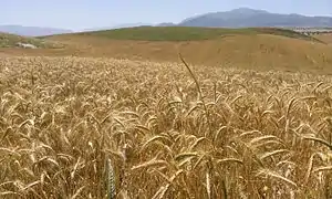 Campos de cebada al norte de la ciudad