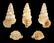 Cerithium dialeucum