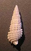 Cerithium scobiniforme