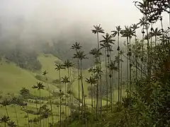 Bosques de Palma de Cera en el Valle de Cocora.