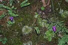 Otra especie de Pinguicula, planta carnívora (Pinguicula moranensis)