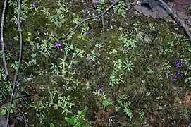 Pinguicula stolonifera, una planta carnívora