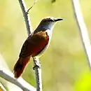 Certhiaxis cinnamomeus-Yellow-chinned Spinetail