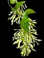 Inflorescencia