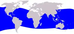 Distribución del cachalote enano