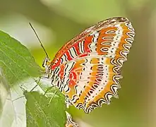 Cethosia biblis en el parque.