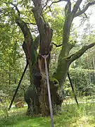 El gran roble milenario o « Chêne des Sorcières » (forêt de Zang).