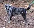 Catahoula Cur