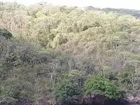 Vista aérea de árboles caducifolios tropicales