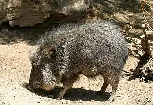 pecarí del Chaco, orejudo o taguá