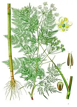 Chaerophyllum bulbosum L.