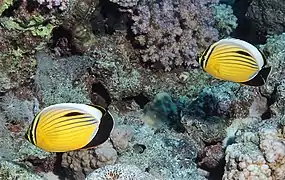 Pareja en Gota Abu Ramada, mar Rojo