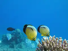 Pareja alimentándose en una colonia coralina