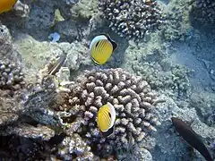 Pareja alimentándose en una colonia de Pocillopora meandrina