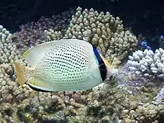 Entre coral Acropora en Mirihi, Maldivas