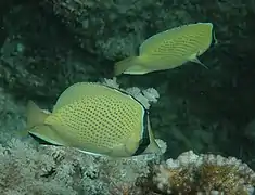 Pareja en el Parque Marino de la Gran Barrera de Arrecifes australiana