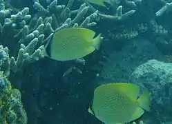 Pareja alimentándose en coral Acropora