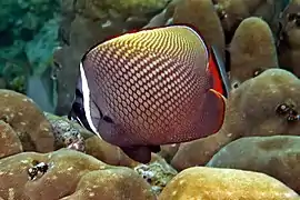 Entre coral Porites sp en Banda Aceh, Indonesia