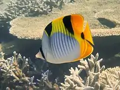 Entre colonias de Acropora en Maldivas