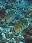 Pareja alimentándose en coral Pocillopora, Reunión