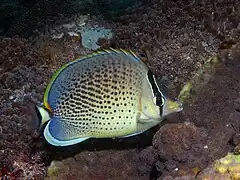 C. guttatissimus en Diani, Kenia