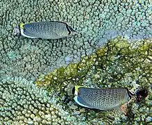 Entre colonias de Acropora, Maldivas