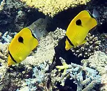 Pareja entre colonias de Acropora, Maldivas