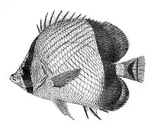 Chaetodon pictus