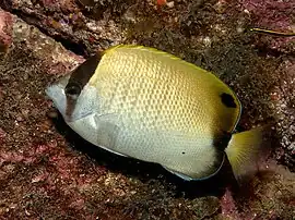 Chaetodon sedentarius