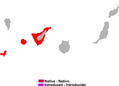 Distribución de Chalcides viridanus.