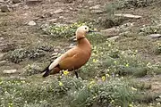 Tarro canelo y flores silvestres, junio de 2018