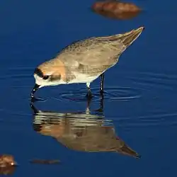 Charadrius alticola - Puna Plover