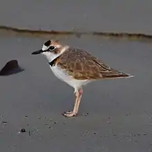 Charadrius collaris Collared Plover