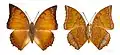 Charaxes - Charaxes distanti ♂