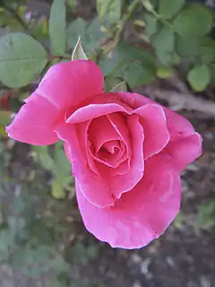 Rosa 'Charlotte Armstrong', Lammerts 1940.